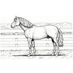 horse2-min