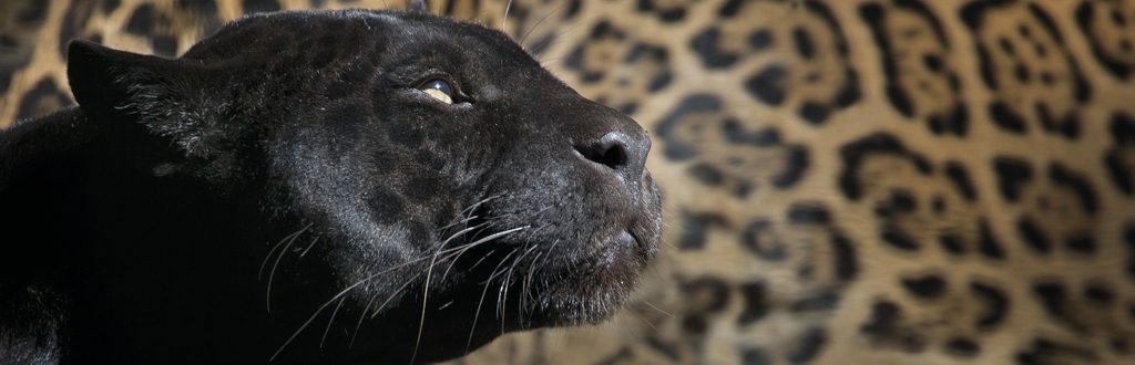 leopardo